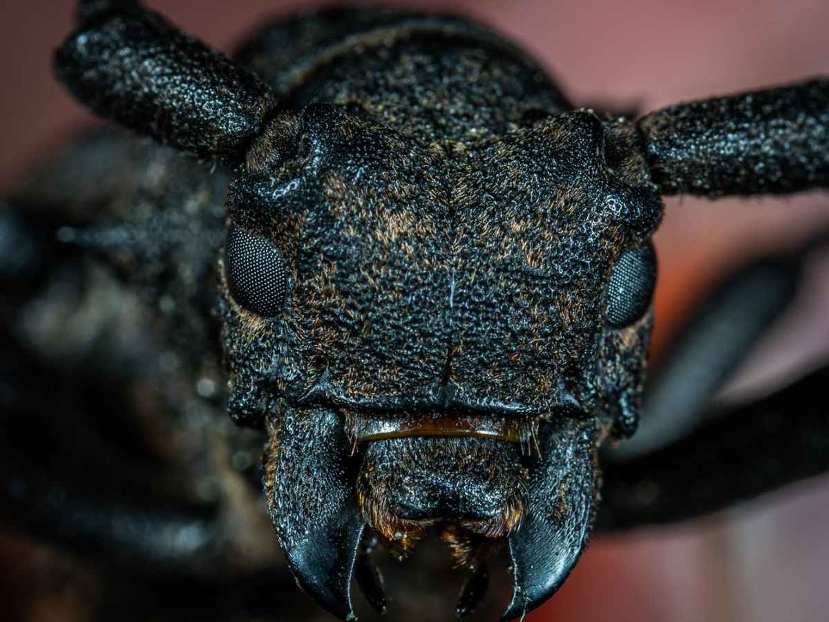 10 Strange Monster Movies: Creature&nbsp;Features